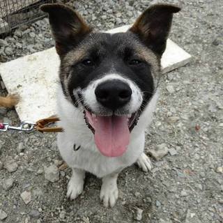 人なつこくってハグが大好き、アカシです☆