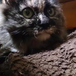 たぬきかとおもった