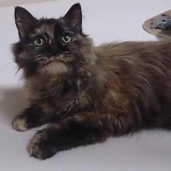 「たぬきかとおもった」サムネイル2