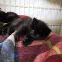 ふわもこ黒にゃんず