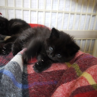 ふわもこ黒にゃんず