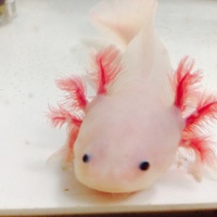 プリン