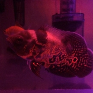 ルビーレッドオスカー