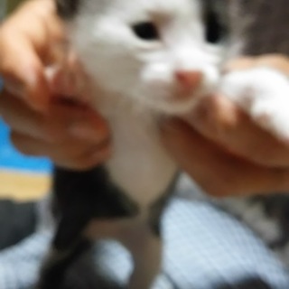 子猫‼4/18日産まれ‼優しい家族募集‼四匹です‼