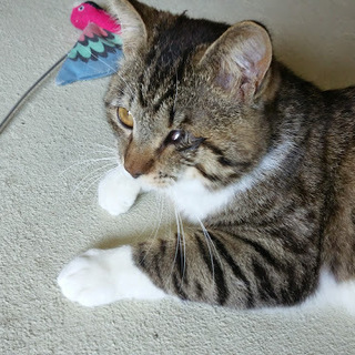 隻眼の甘えん坊将軍