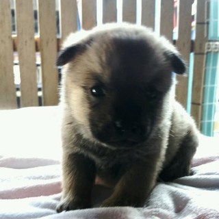 １ヵ月くらいの男の子（２）