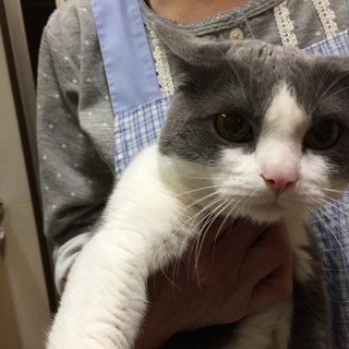 血統証付き　スコティッシュホールドの男の子（３歳）