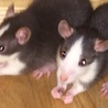大分飼い主に慣れてきたよ