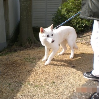 固まる白い野犬の男の子