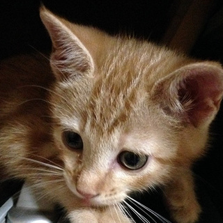 アメショみたいな模様の男の子 