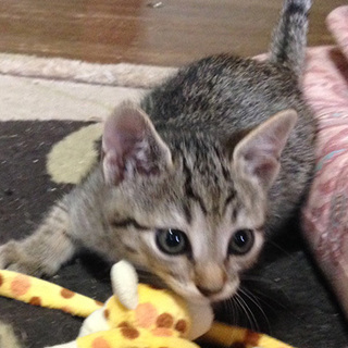 目がくりくりのキジ猫ちゃん