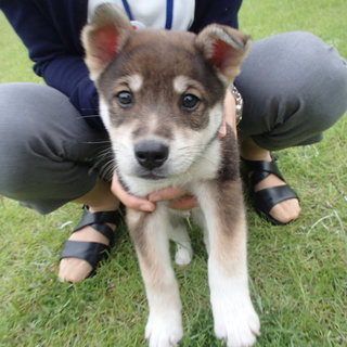 緊急！！少し障害あるけど生活に問題なし、兄妹子犬