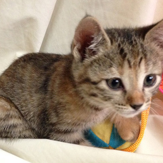 つぶらな瞳の茶キジちゃん