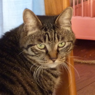 おとなしいトラ猫の女の子