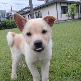 生後2カ月程度の元気な女の子・家族募集してます！！