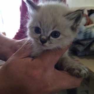 多数のお問い合わせを頂きましたので一旦停止致します