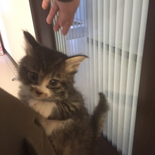 人懐っこい子猫
