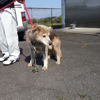 犬舎いっぱいです！おじいちゃんワンコの家族募集