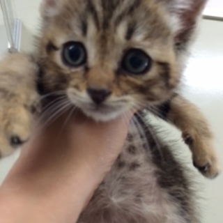 譲渡へ向けての話し合い中にて一旦停止致します