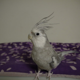 オカメインコ　♂　10歳