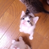 生後１ヶ月5子猫の内４猫終了/ママ猫+白キジ募集中 サムネイル4