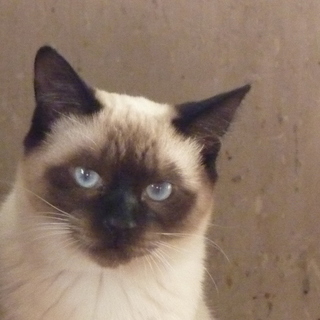 シャム系のゾロちゃん