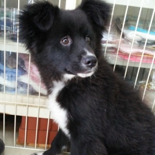 臆病だけど優しい子犬の里親になってください