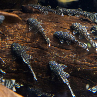 可愛いミニブッシープレコ100匹＋ 一括で