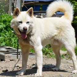 シェルターだより