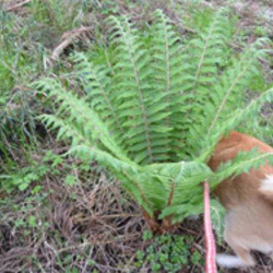 「シェルターだより」サムネイル2