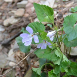 「シェルターだより」サムネイル3