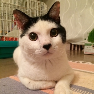 イカしたハチワレ、人が好きでたまらないQ太郎