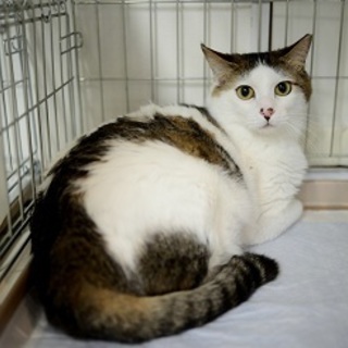 オダ豆☆穏やか