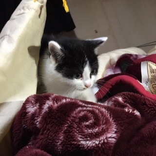 子猫の里親募集‼︎