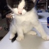 子猫の里親募集‼︎ サムネイル2