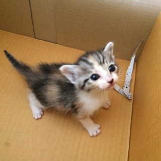 募集を一時停止します。