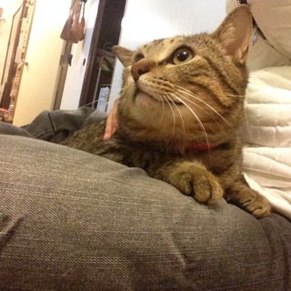 FIV未発症甘えん坊キジトラ