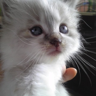 １ヶ月子猫お世話して下さる方‼