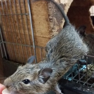 デグー　子どもたち3匹