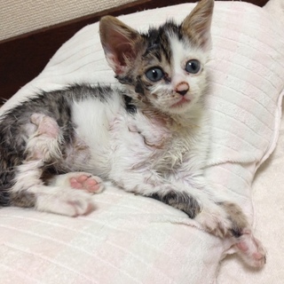 とりもちに引っかかった子猫