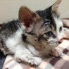 とりもちに引っかかった子猫 サムネイル2