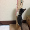 とりもちに引っかかった子猫 サムネイル3