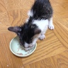 とりもちに引っかかった子猫 サムネイル4