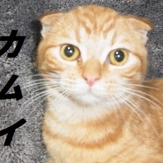 おいらスコティッシュフォールドＭＩＸ「カムイ」