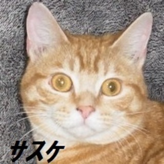 スコティッシュﾌｫｰﾙﾄﾞMIX「サスケ」なのだ