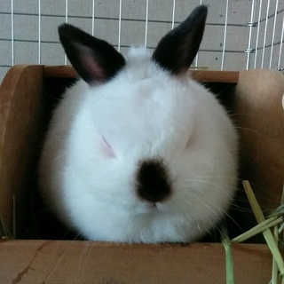 ネザーの可愛い女の子里親さん募集です