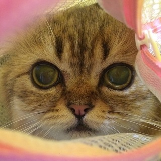 動画あり！多頭崩壊ペルシャ　パンチが得意な68号