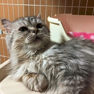 多頭崩壊ペルシャ　ちょっとフレンドリーな77号