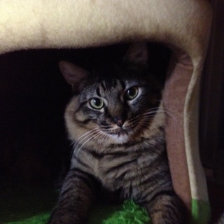 去勢、爪抜去済み。室内猫です(^.^)