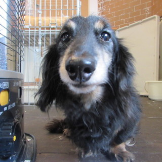 飼い主の最後の言葉は「交通事故に遭って死んでくれ」